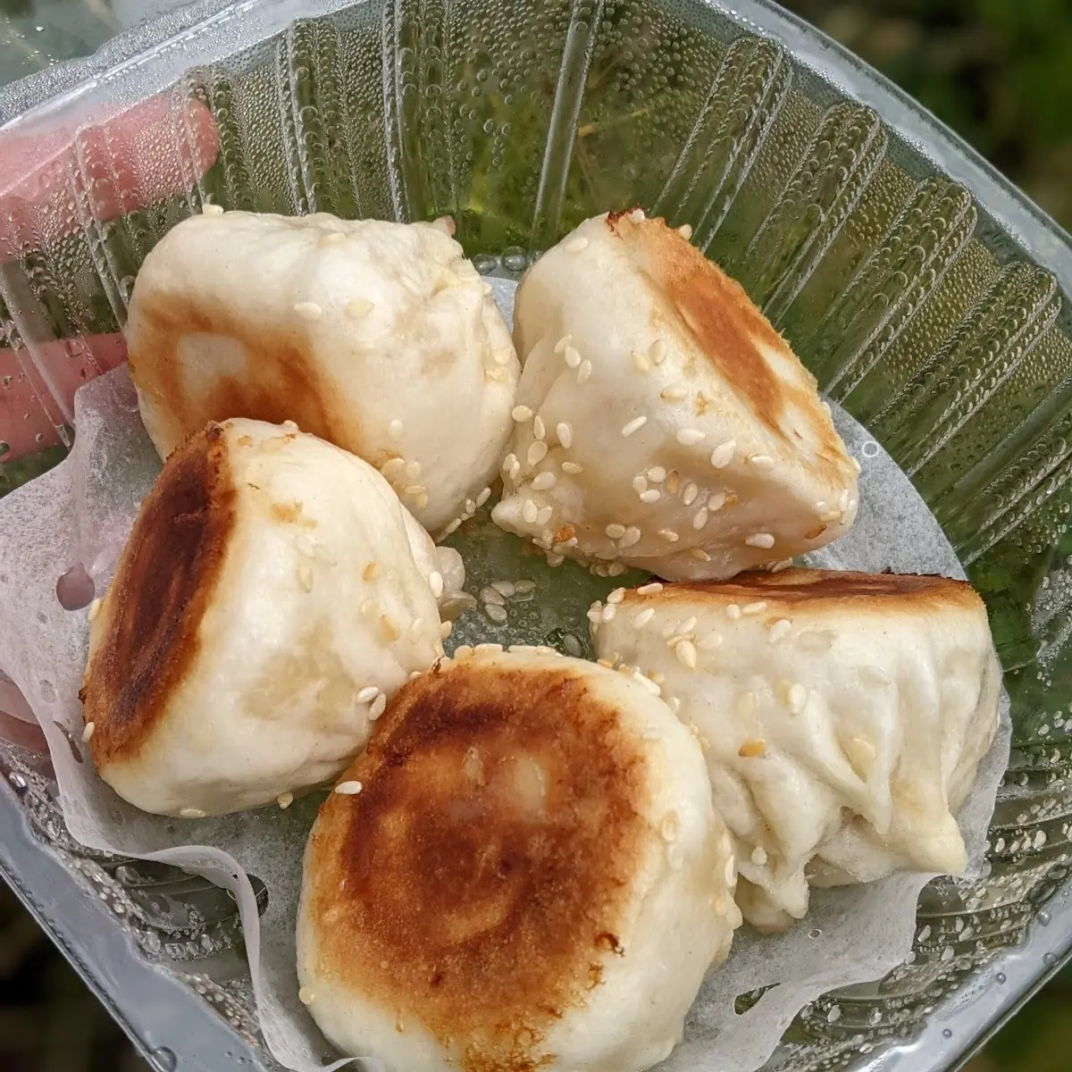 pan fried pork bun 5 生煎包 5